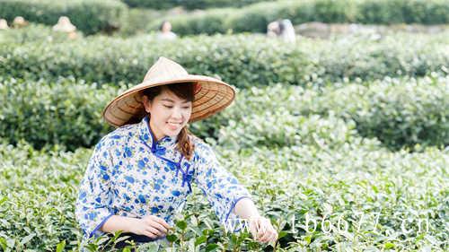 新茶白牡丹香气充足