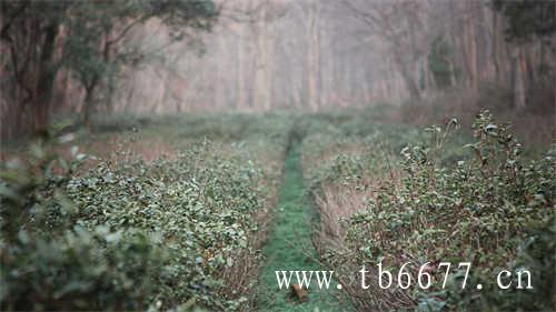 煮茶器适合煮什么茶