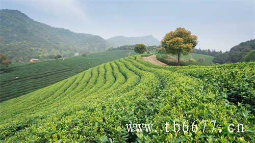 特级老白茶寿眉茶饼价格