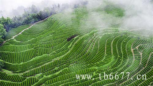 台湾的乌龙茶