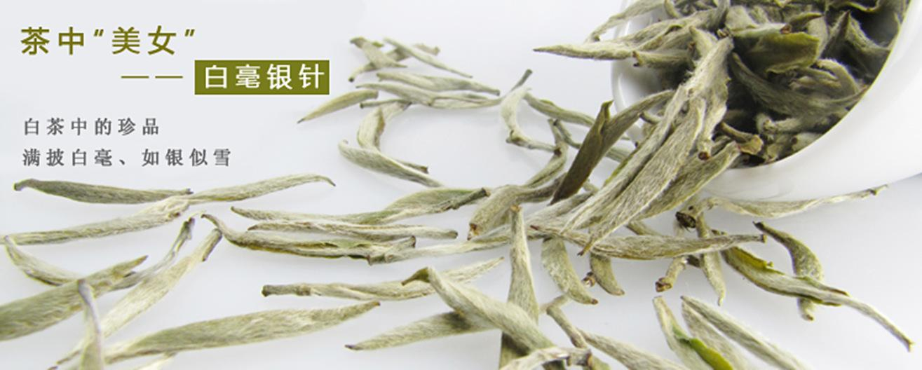 
冬天煮老白茶暖身，夏天喝新茶解暑，那秋天该如何喝白茶润燥？
