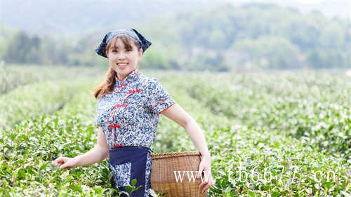 太姥山白茶怎样