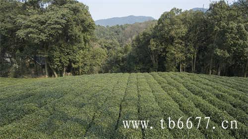 贡眉白茶的价格决定因素有哪些