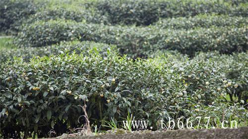 夏天多喝这几种茶清热解毒