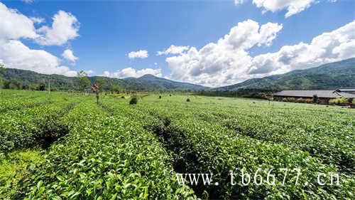 白茶福建政和白茶母樹茶湯