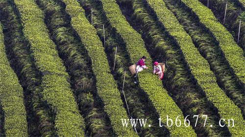 武夷山的乌龙茶你喝过吗