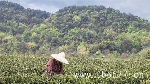 寿眉白茶的功能