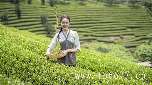 竹叶青茶谈之间