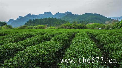 贡眉茶的价格决定因素