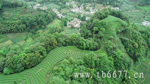 农夫山泉茶饮市场未来布局