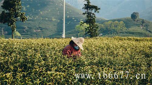 白牡丹散茶与茶饼的区别